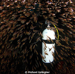   Diver surrounded glassfish inside Cod Hole Julian Rocks Byron Bay Australia  